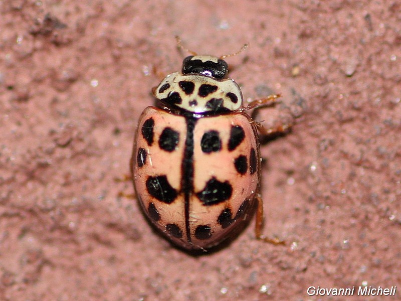 Coccinellidae: Oenopia conglobata